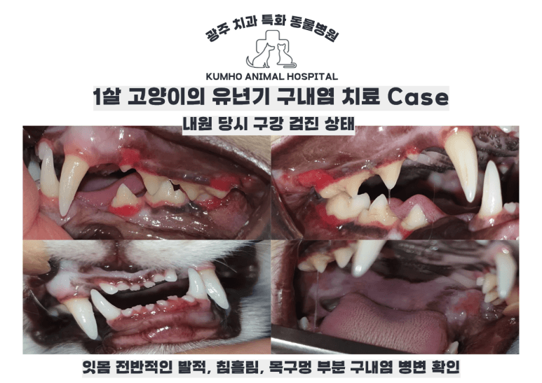 어린고양이 만성 구내염