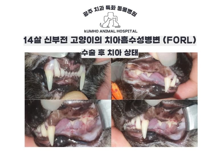 노령묘 치과치료